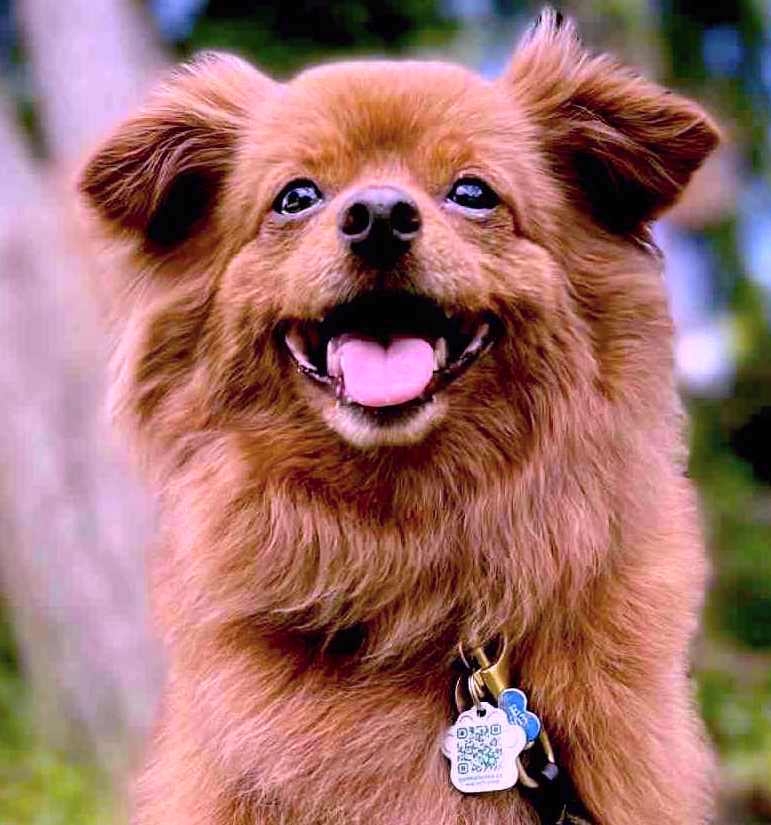 Happy dog